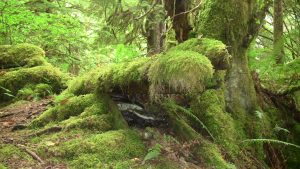 British Columbia Pacific Coast Rainforest