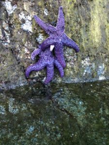 British Columbia Pacific Coast Wildlife - starfish